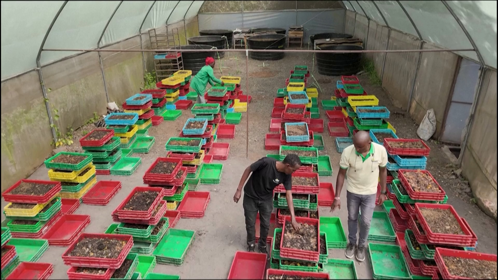 Kenyan Farmers Turn to Worms and Bugs as Organic Demand Grows