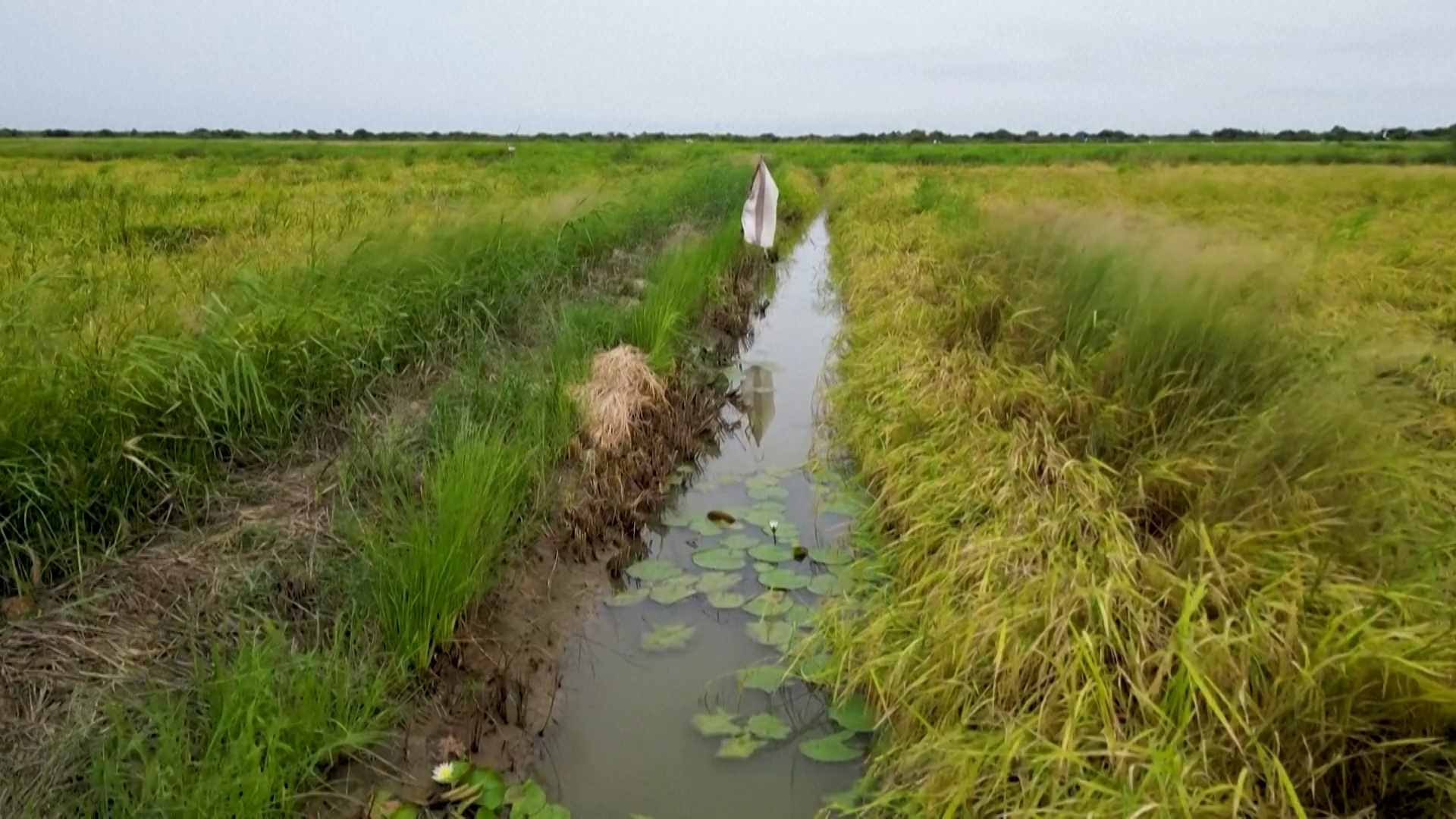 How Fish in Senegal’s Rice Paddies Fight Disease, Boost Incomes and ...